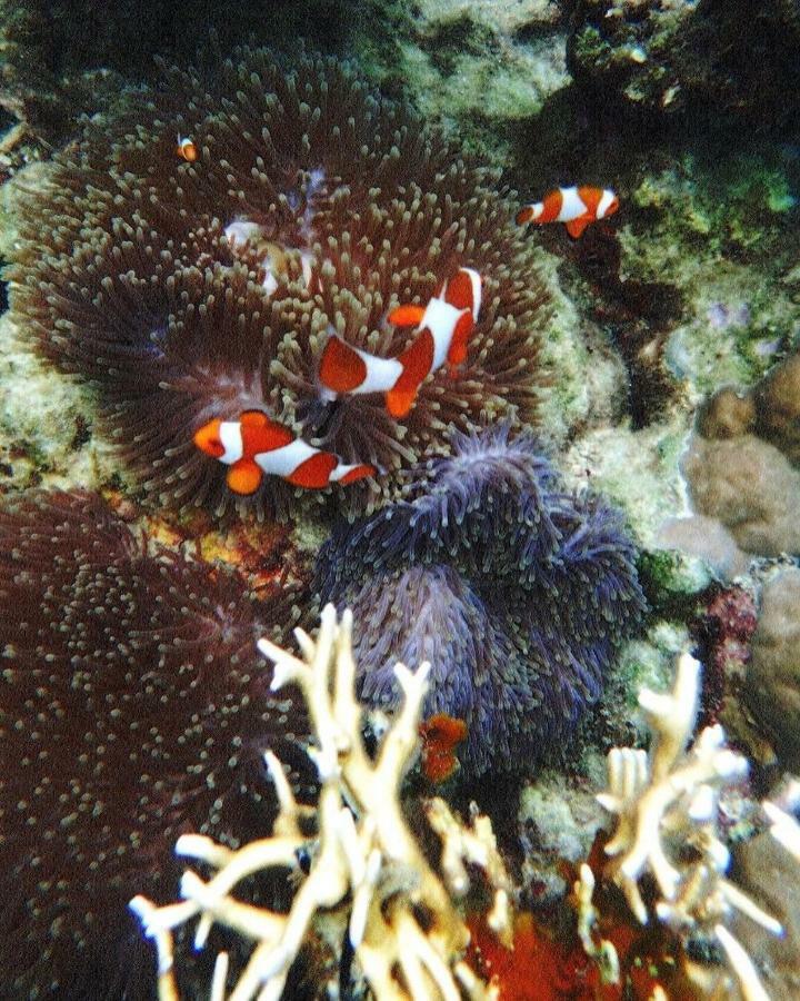 Deepsky Villa Karimunjawa Exterior foto